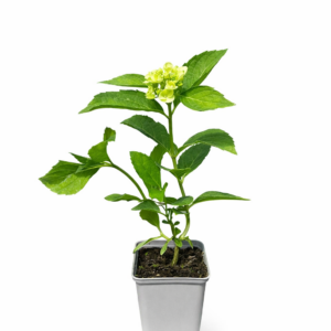 Hortensia 'Soeur Therese'