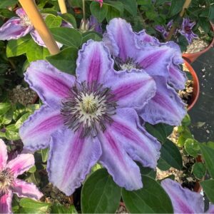 Alternative view of Klematis 'Tudor' (storblommig)