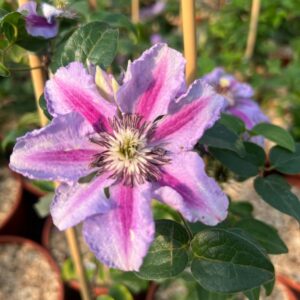 Klematis 'Tudor' (storblommig)