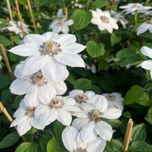 Alternative view of Klematis 'Miss Bateman'