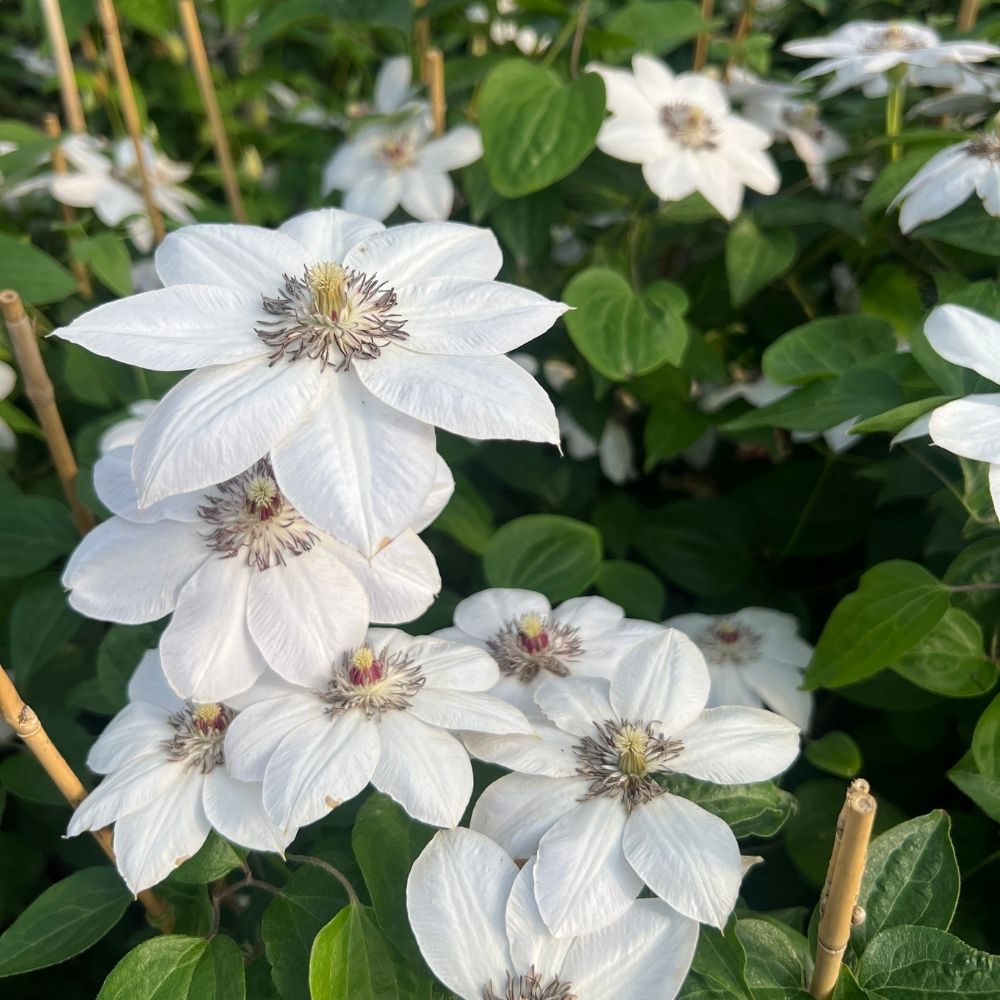 Klematis 'Miss Bateman' - Bild 2