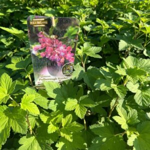 Alternative view of Rosenrips 'Pulborough Scarlet'
