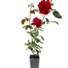 Klätterros 'Paul's Scarlet Climber' 2l