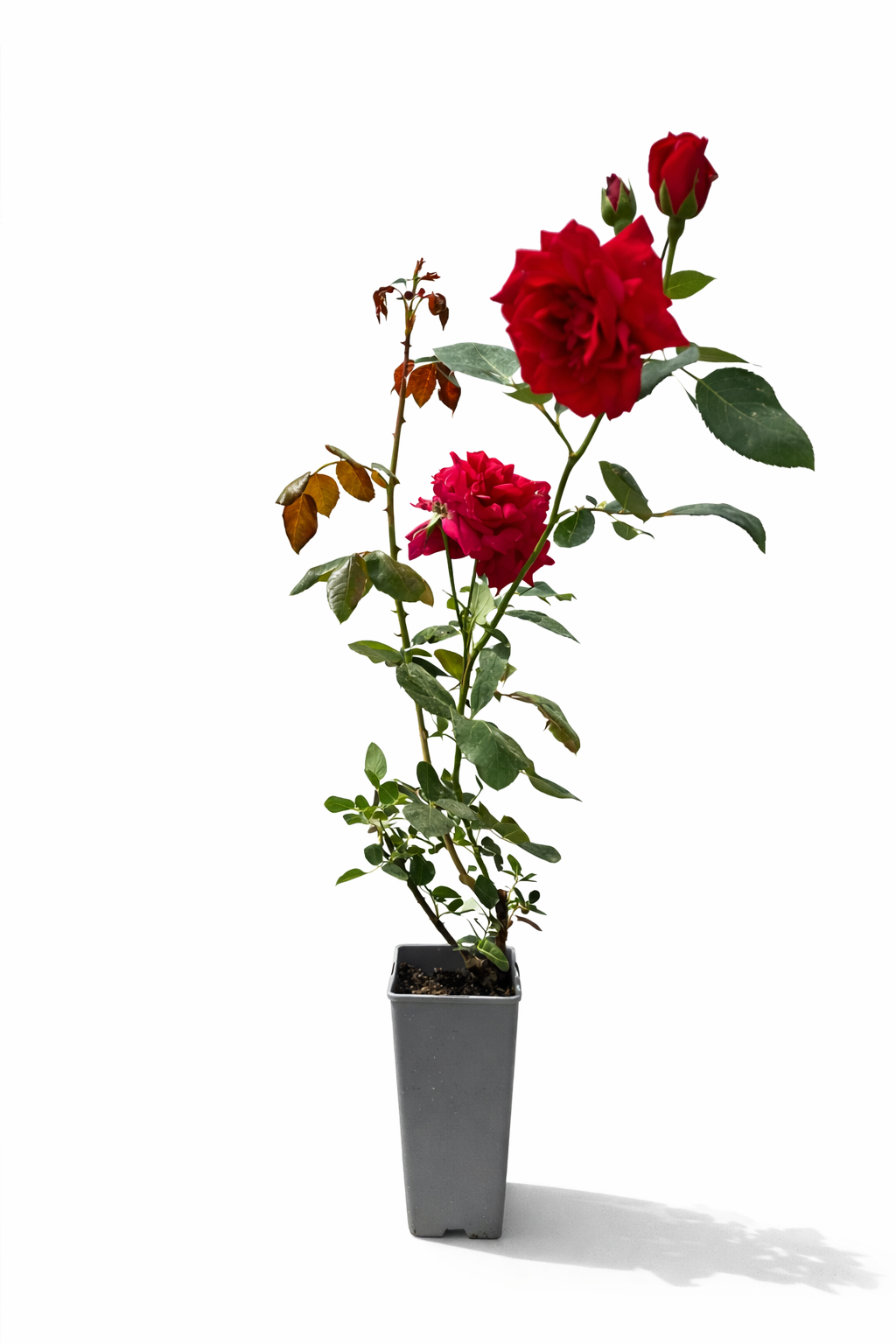 Klätterros 'Paul's Scarlet Climber' 2l