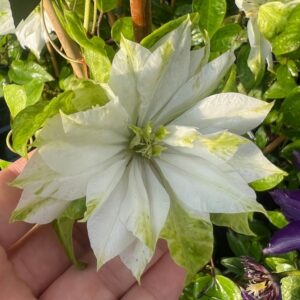 Klematis 'Sen-No-Kaze' (storblommig)