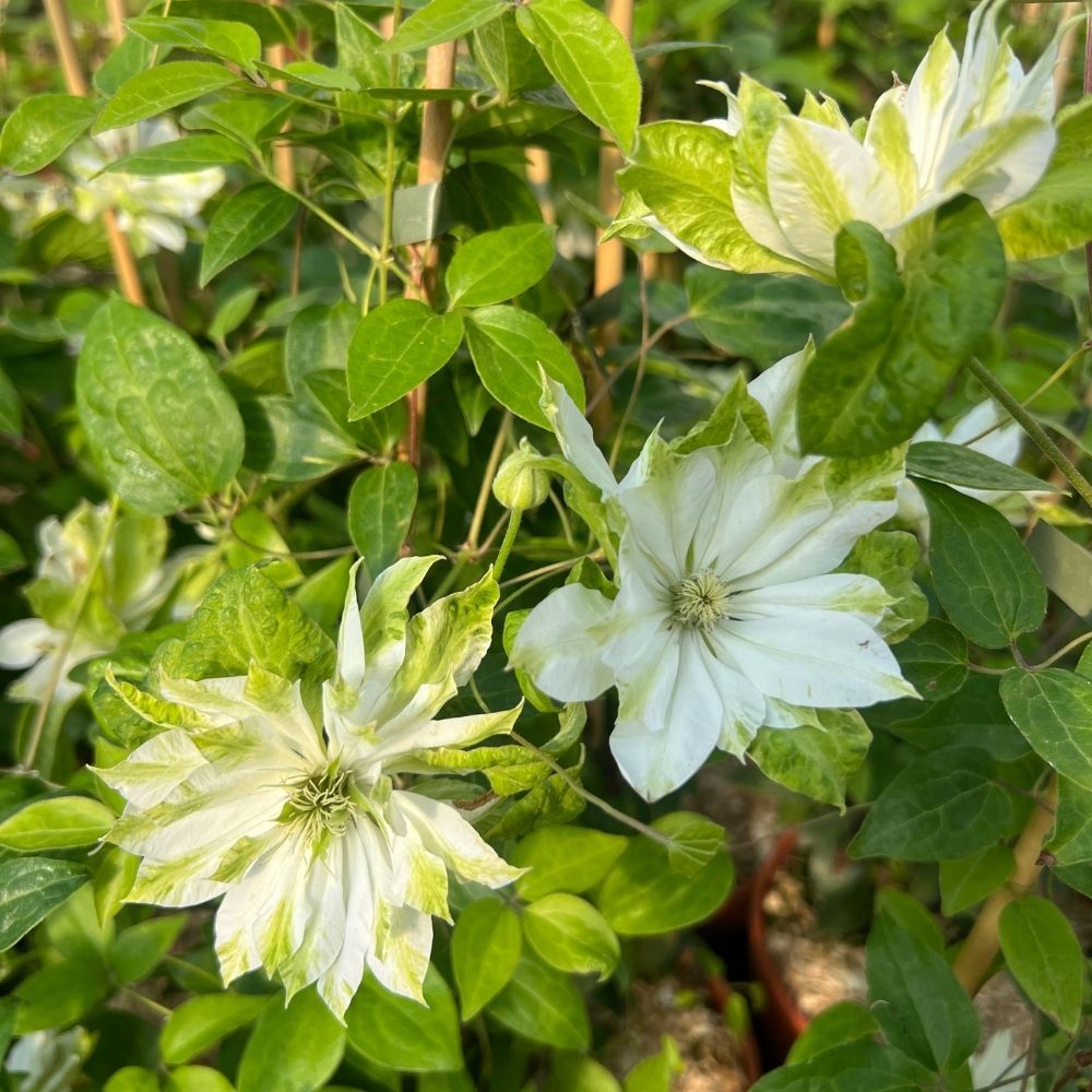 Klematis 'Sen-No-Kaze' (storblommig) - Bild 2