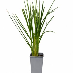 Alternative view of Pampasgräs 'Pumila'