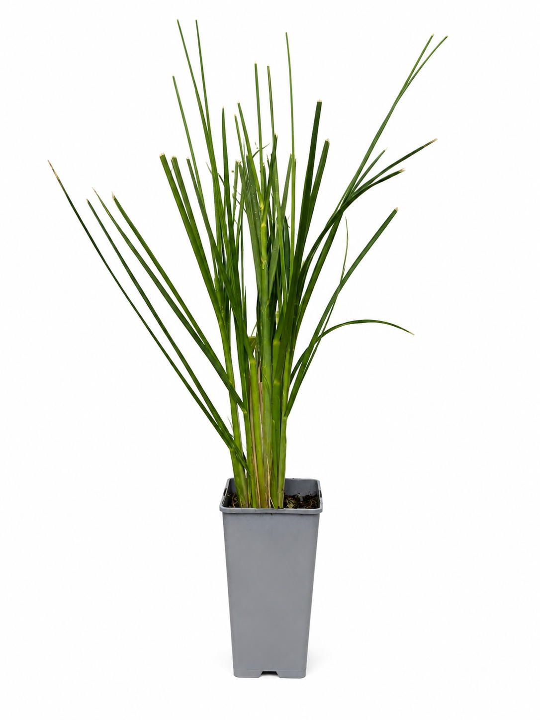 Pampasgräs 'Pumila' - Bild 2