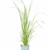 Pampasgräs 'White Feather'