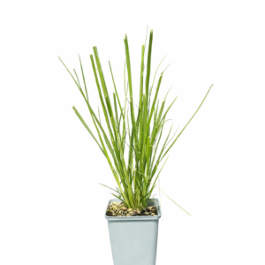 Alternative view of Pampasgräs 'White Feather'