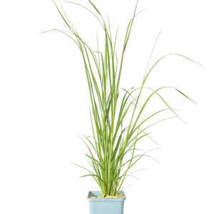 Pampasgräs 'White Feather'