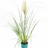 Pampasgräs 'Pumila'