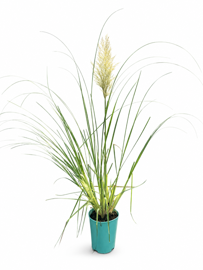 Pampasgräs 'Pumila'