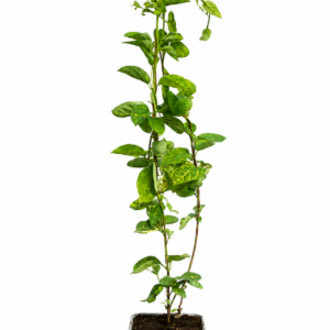 Nätslingertry 'Aureoreticulata'