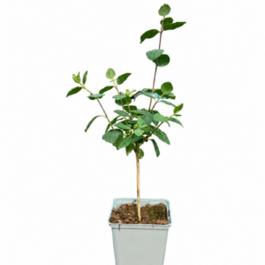 Vildkaprifol 'Graham Thomas'