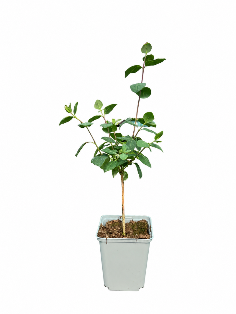 Vildkaprifol 'Graham Thomas'