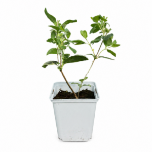Vildkaprifol 'Serotina'