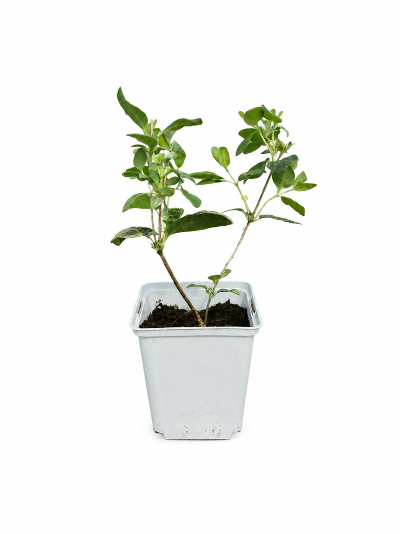 Vildkaprifol 'Serotina'