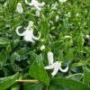 Klematis 'Alba'