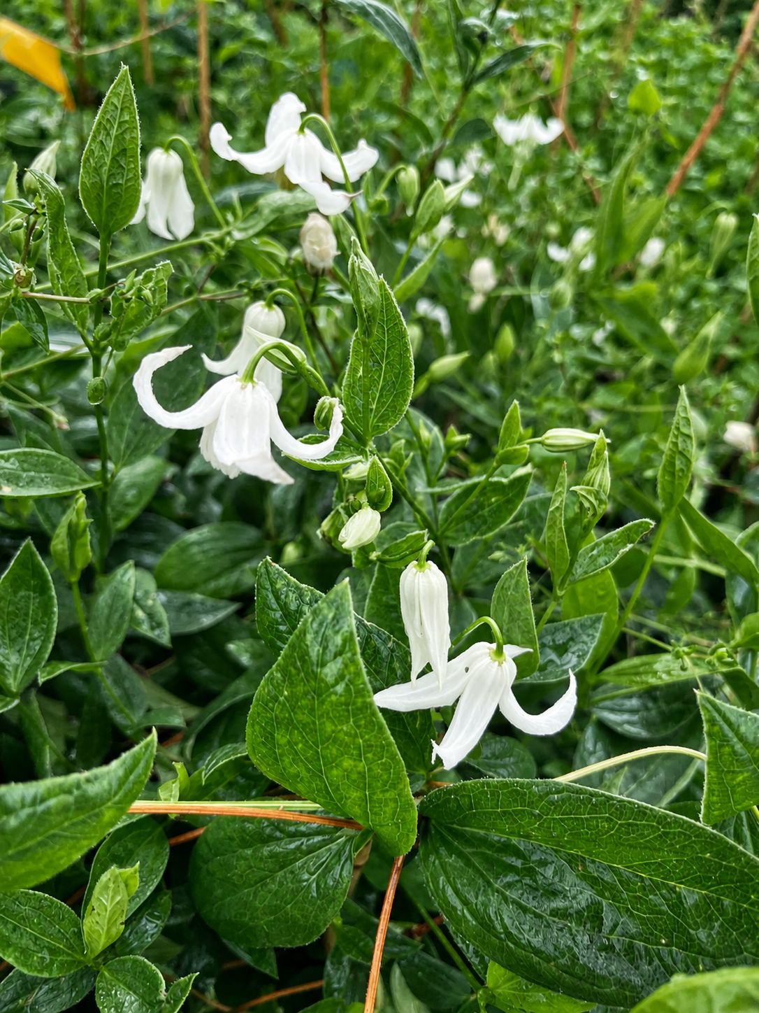 Klematis 'Alba'