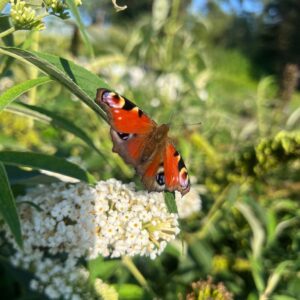 Syrenbuddleja 'White Bouquet'