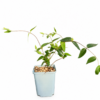 Vintertry 'Lonicera acuminata'