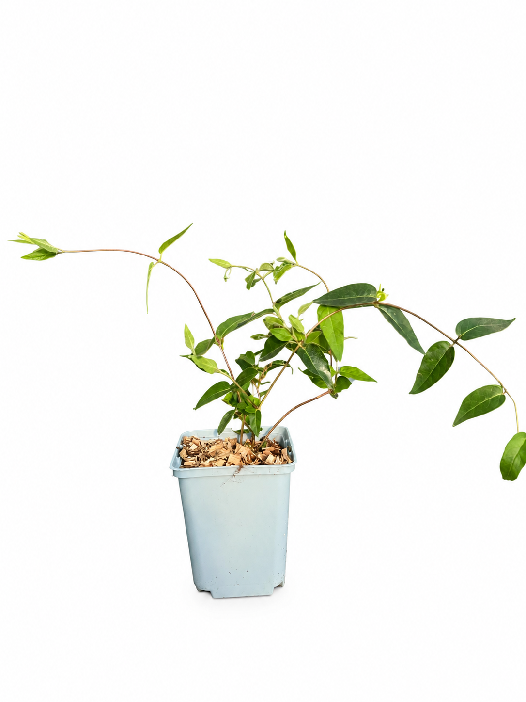 Vintertry 'Lonicera acuminata'