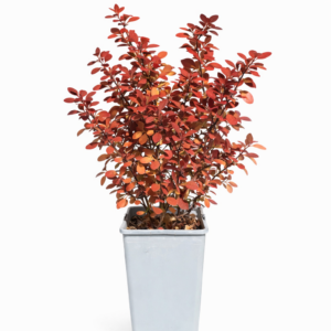 Röd häckberberis 'Golden Ring'