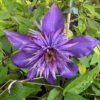 Klematis 'Multi Blue' (storblommig)