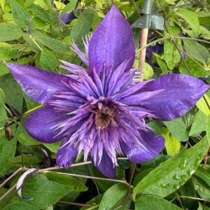 Klematis 'Multi Blue' (storblommig)