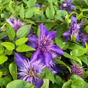 Alternative view of Klematis 'Multi Blue' (storblommig)
