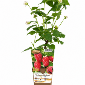 Björnbärshallon 'Tayberry'