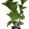 Hortensia 'Madame Emile Mouillere' P9/C1