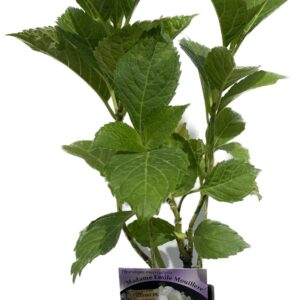 Hortensia 'Madame Emile Mouillere' P9/C1