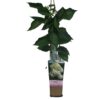 Vipphortensia 'Tardiva'