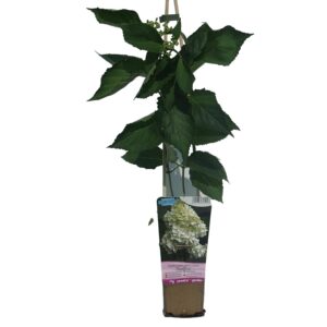 Vipphortensia 'Tardiva'