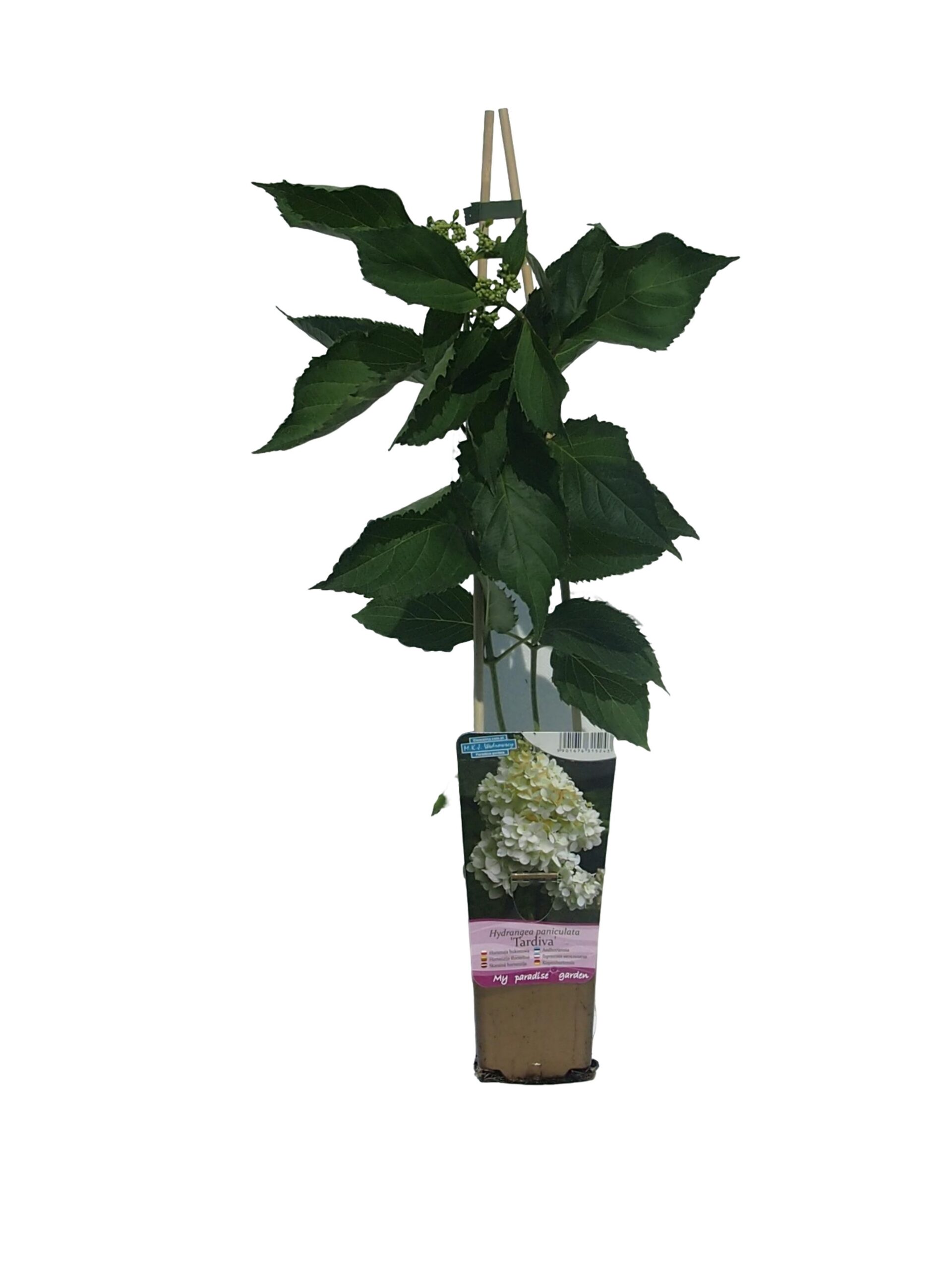 Vipphortensia 'Tardiva'