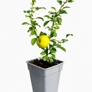 Liten rosenkvitten 'Sargentii'