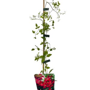 Viticella-klematis 'Rubra'