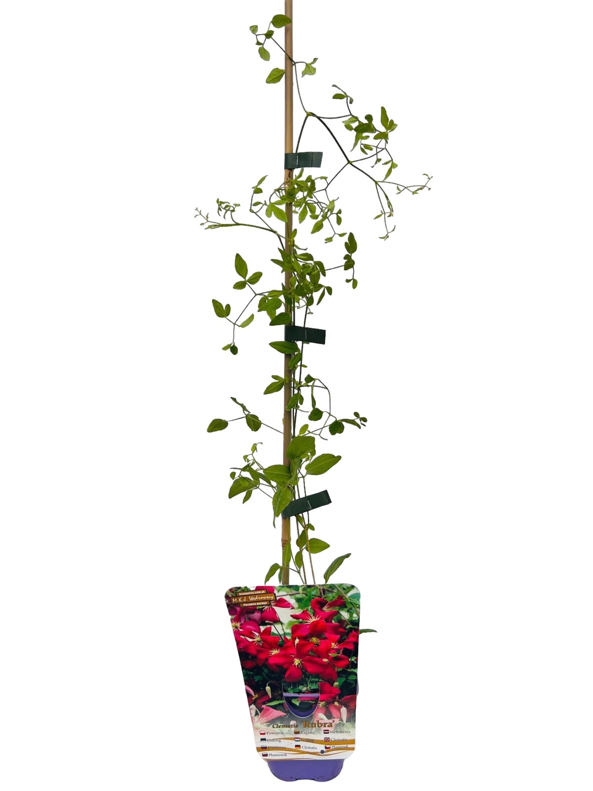 Viticella-klematis 'Rubra'