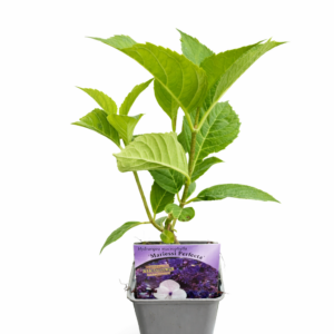 Hortensia 'Mariesii Perfecta' P9/C1