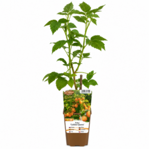 Gult hallon 'Golden Queen'