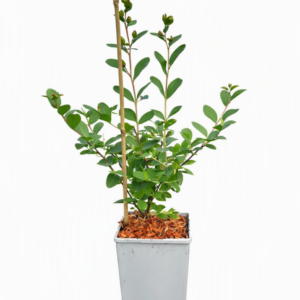 Lagerströmia indica 'Petite Pink' 2L