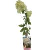Syrenhortensia 'Grandiflora'