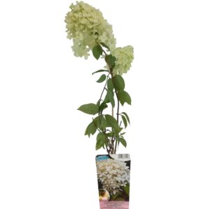 Syrenhortensia 'Grandiflora'