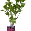Hortensia 'Pia'