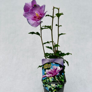 Frilandshibiskus 'Ardens'