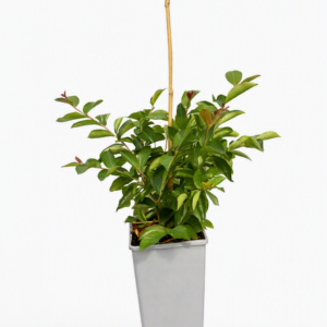 Lagerströmia indica 'Berlingot Menthe' 2L