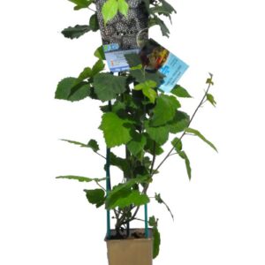 Björnbär 'Black Satin'