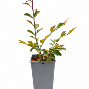 Lagerstroemia indica 'Red' 2L